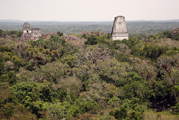 Tikal #15