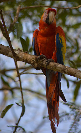 Scarlet Macaw #1