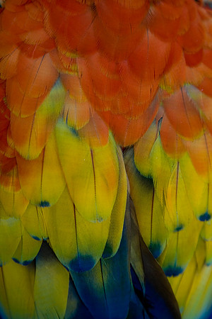 Macaw Feathers #1