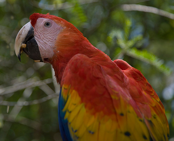 Scarlet Macaw #2