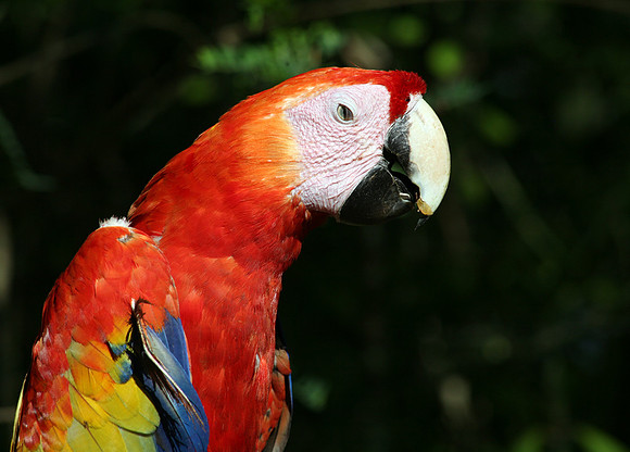 Scarlet Macaw #4