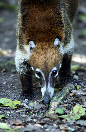 Coatimundi #1
