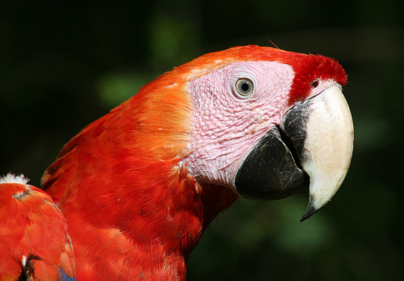 Scarlet Macaw #5