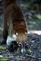 Coatimundi #2