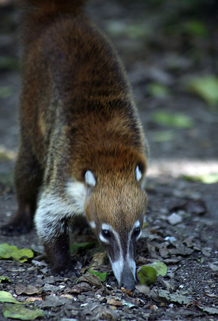 Coatimundi #2