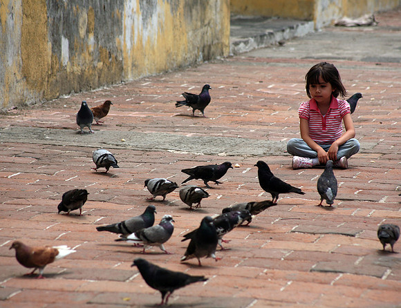 Feeding Pidgeons