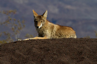 Coyote