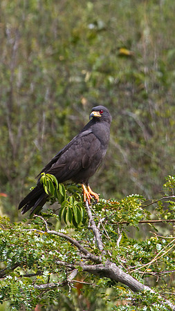 Gray Slated Hawk