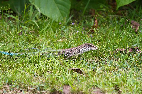 Roadrunner Lizard