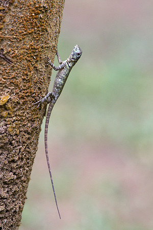Tree Gecko #1