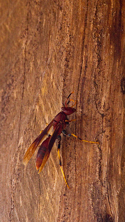Hornet #2