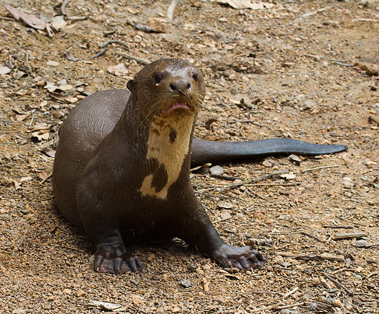 Giant River Otter #2