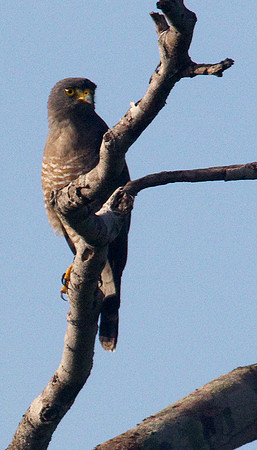 Roadside Hawk