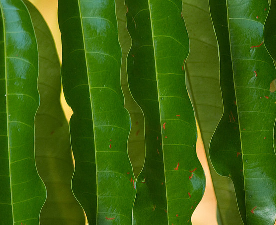 Leaves Abstract #4