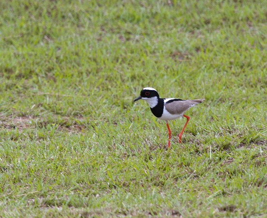 Pied Plover