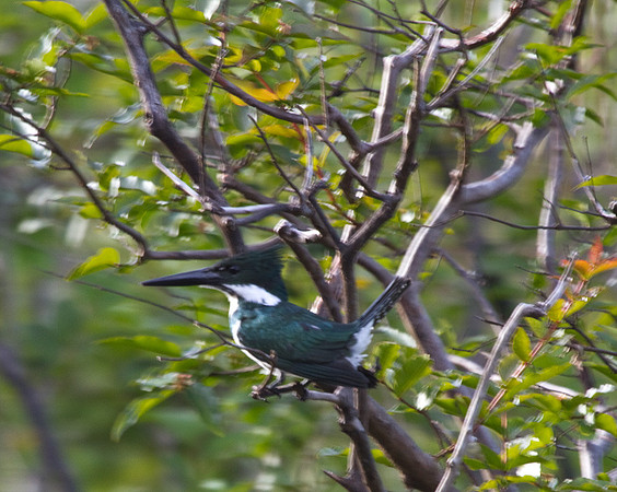 Green Kingfisher