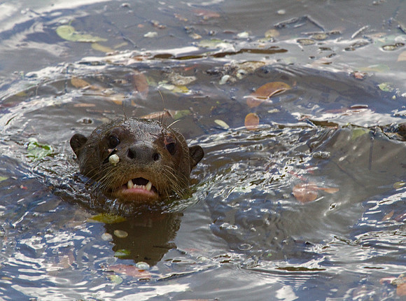 Giant River Otter #5