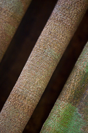 Tree Abstract #1