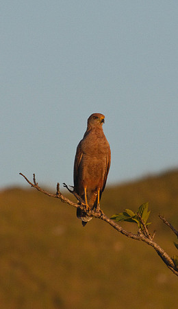 Savannah Hawk #2
