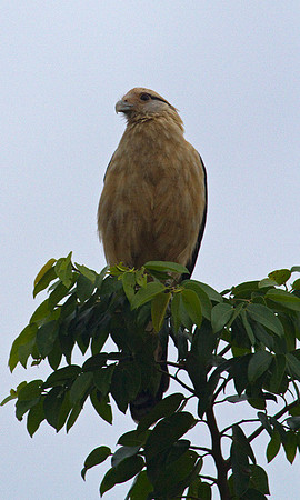 Yellow Headed Cara Cara