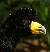Black Curassow #3