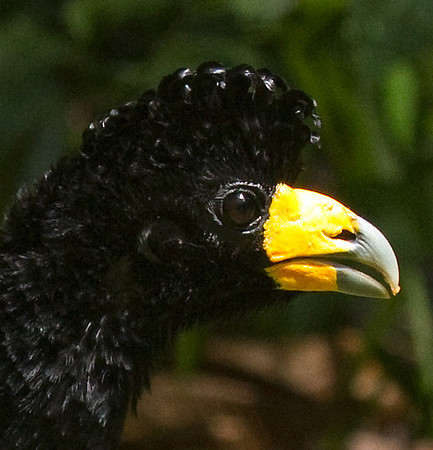 Black Curassow #3