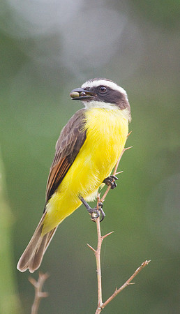 Kiskadee