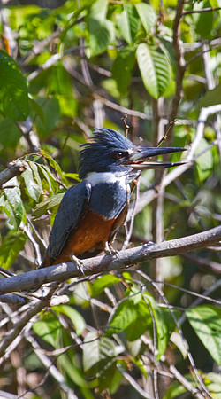 Ringed Kingfisher #2