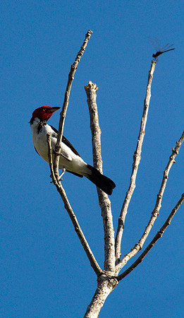 Red Capped Cardinal