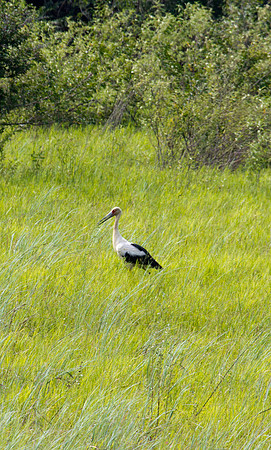 Maguari Stork