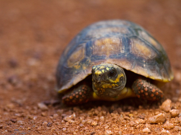 Red Footed Tortoise