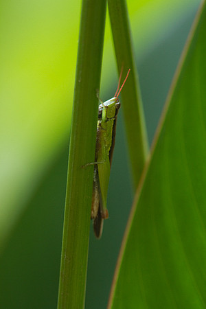 Grasshopper #2