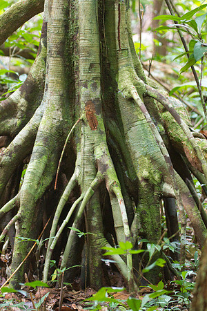 Roots