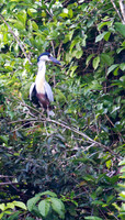 Boat Billed Heron