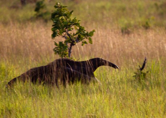 Giant Anteater #2