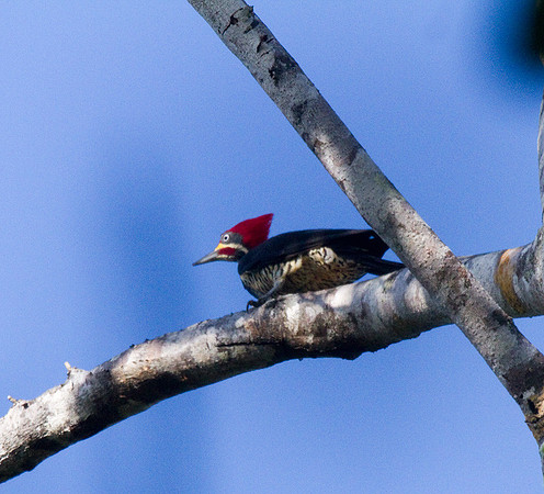 Lineated Woodpecker