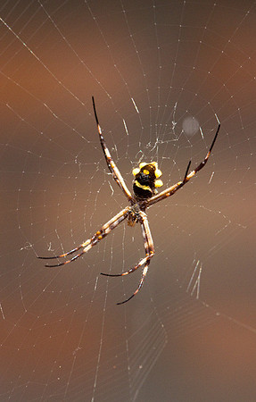 Spider #2