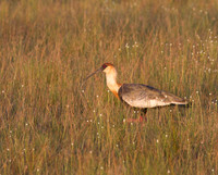 Buffnecked Ibis