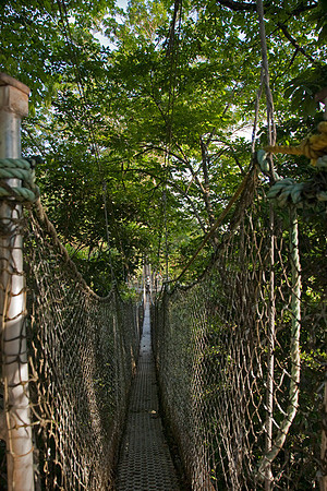 Atta Canopy Walk