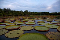 Buffalo Pond #3