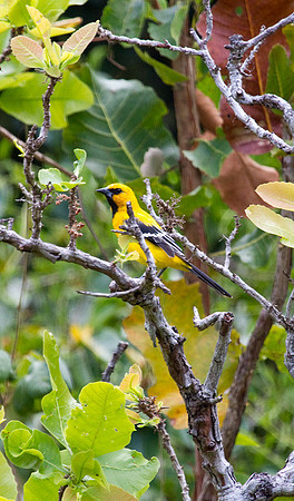 Yellow Oriole