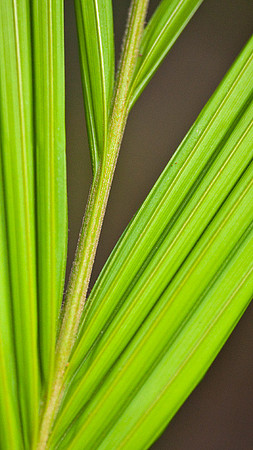 Leaf Abstract #3