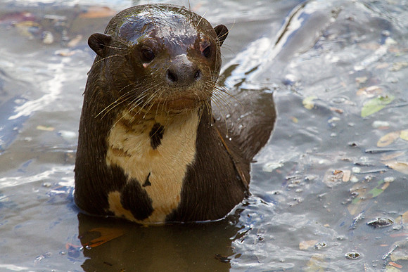 Giant River Otter #6