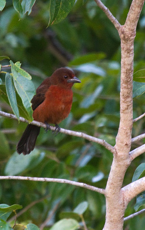 Silver-Billed Tananger