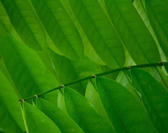 Leaves Abstract #3