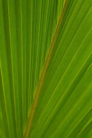 Leaf Abstract #7