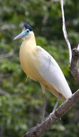 Capped Heron #3