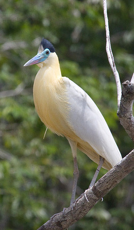 Capped Heron #3