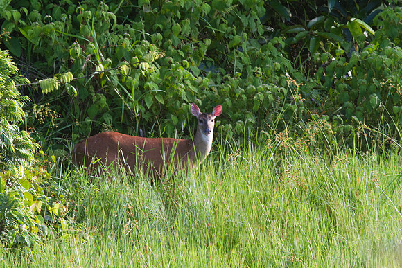 Red Brocket Deer