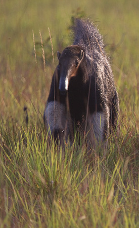 Giant Anteater #4